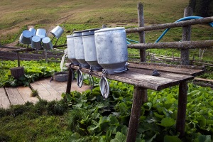 Życie w górach Zakarpacia / Life in the mountains of Transcarpathia